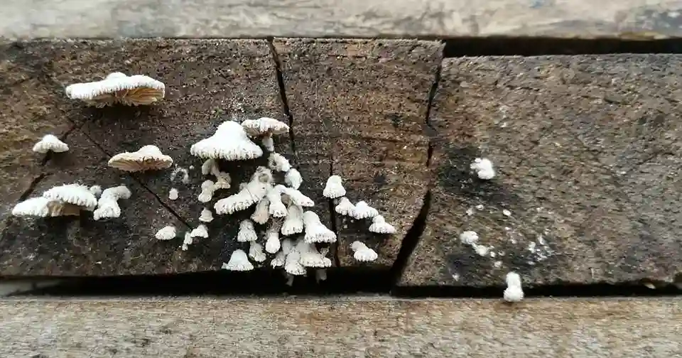 Hoe Maak Je Tuinmeubelen Grondig en Snel Schoon met de Beste Tips?